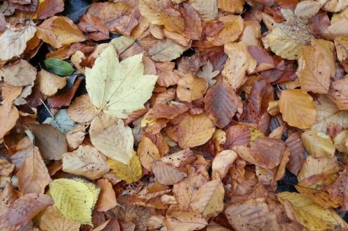 „Herr, es ist Zeit“. Über den Herbst