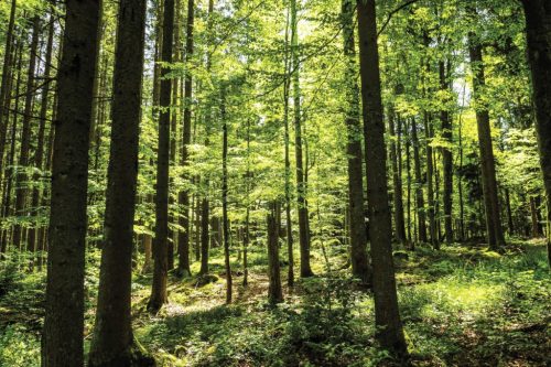 Der Wald und die Bäume. Botanische Versuche über die Bibel