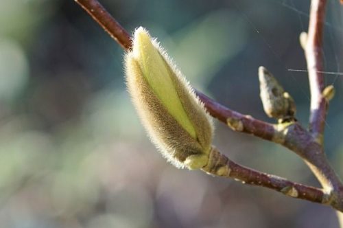 Der Knospenzweig