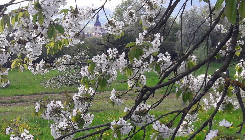 Marienverehrung, Mai, Kirschblüte