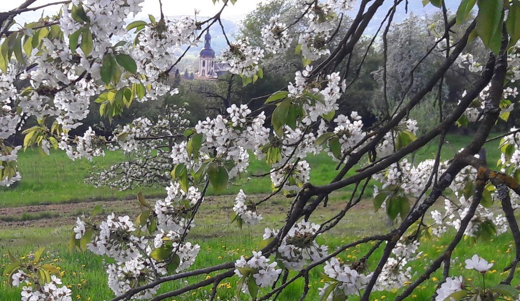 Marienverehrung, Mai, Kirschblüte