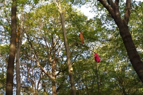 Im Hambacher Forst
