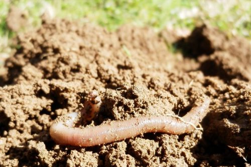 „Ein Wurm bin ich und kein Mensch“ – Zum Tag des Wurmes