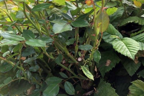 Kindestod vor der Geburt. Erfahrungen seelsorglicher Begleitung