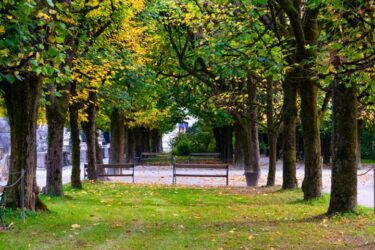 Wald, Allee, Bäume