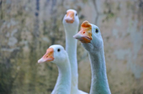 Martin aus der Sicht der Gänse. Tier-Theologie in der Legende des Heiligen von Tours