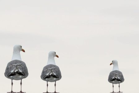 gulls-2662550_1920