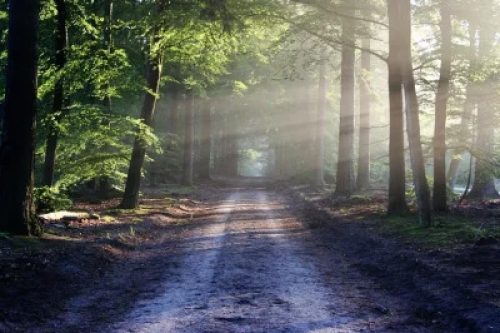 Leben erfahren im Lebensraum Wald