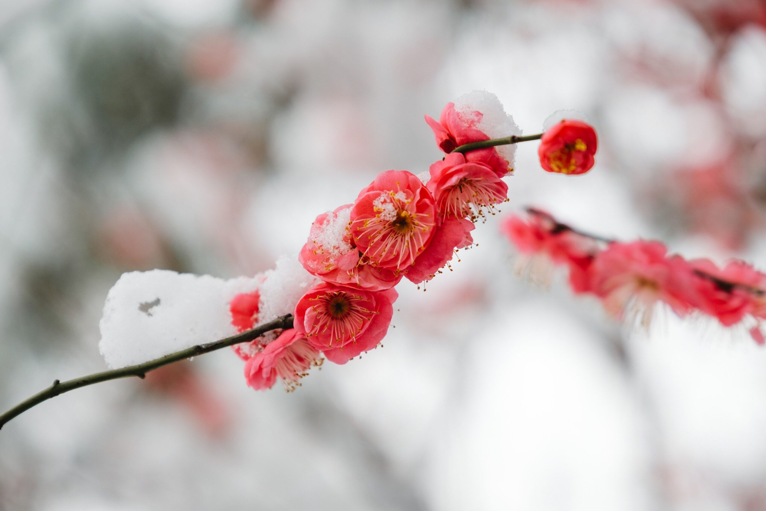 xiaolong-wong-IhVeOaVX608-unsplash