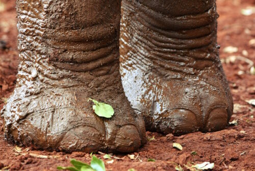 Der braune Elefant. Kirche im Rechtspopulismus?