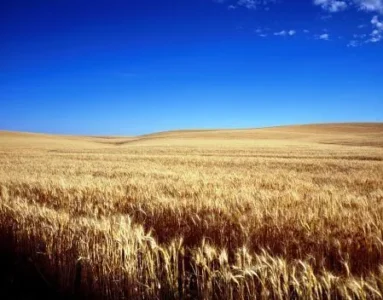 cornfield-1651379_960_720-450x352