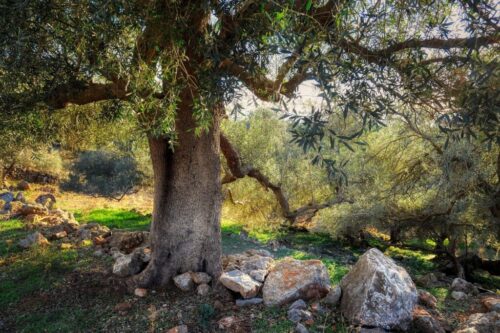 Gedichte wie gute Gebete – alltagstauglich und bleibend. Zum 100. Geburtstag des Dichters Yehuda Amichai