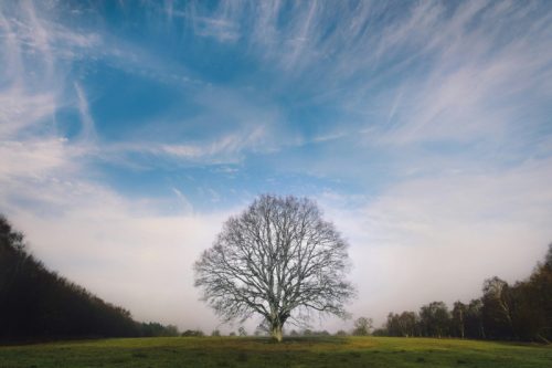 Mein Freund der Baum