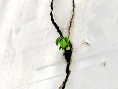 sprout-5041229_1280