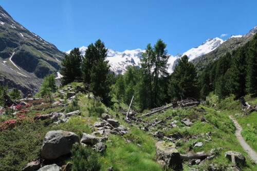 … wie mit einem Wald