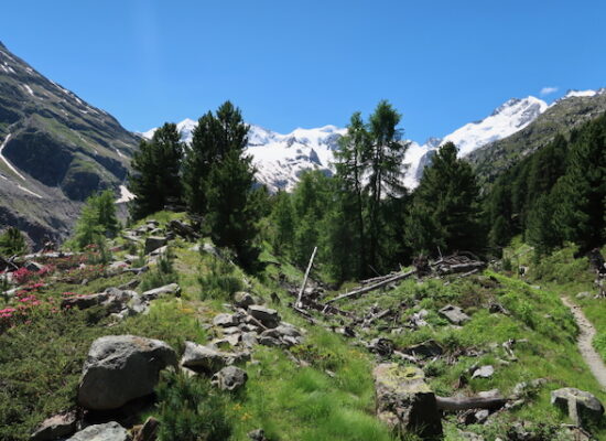 … wie mit einem Wald