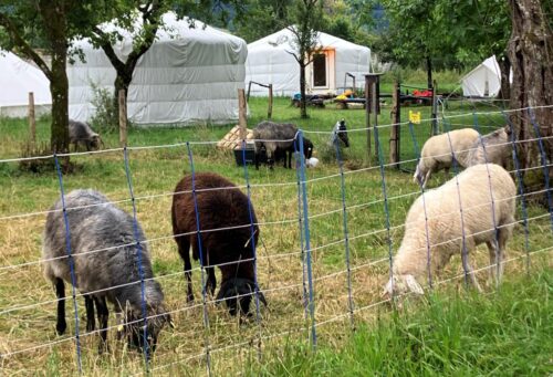 Von Schafen, Blumen und Sternen. Naturerfahrung im Kloster