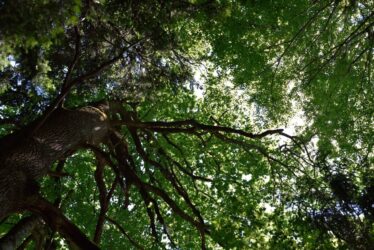 pezibear-tree-799522 Dichte Baumkronen von unten